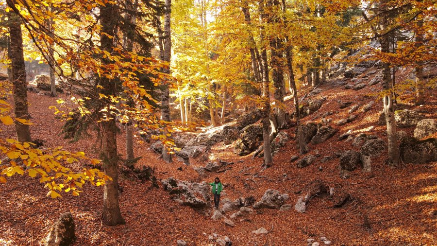 Yirce Kayın Ormanları Doğa Turu - Yirce Kayın Ormanları • Dağılcak Tabiat Parkı • Kozan Gölü Tekne • Arıkan Konağı • Karstik Kaya Sütunları